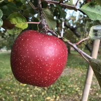 あけましておめでとうございます